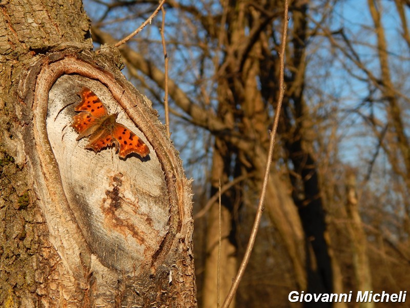 Le magnifiche 4 di primavera